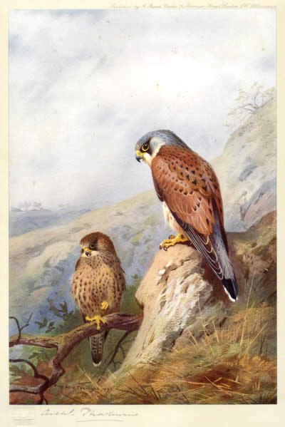 Archibald Thorburn Kestrel